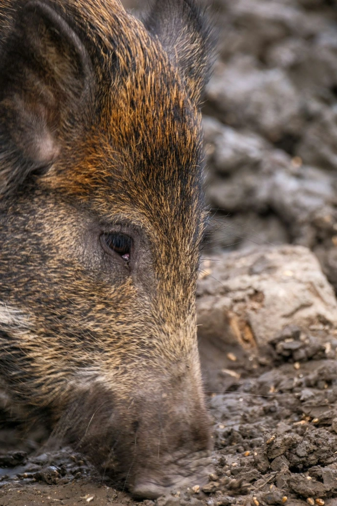A wild boar laying down on the ground